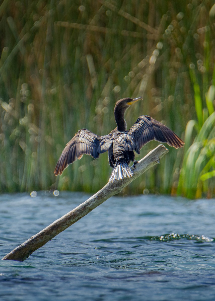 Neotropic Cormorant - ML552881471