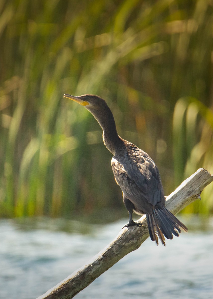Neotropic Cormorant - ML552881481