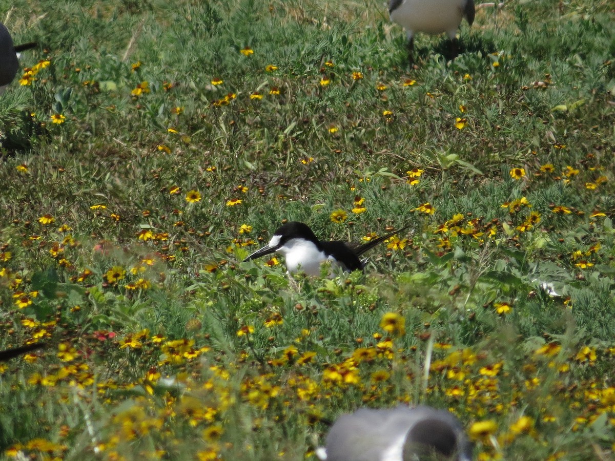 Sooty Tern - ML55288171