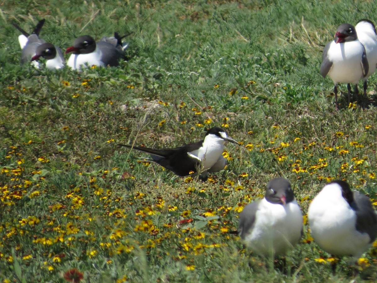 Sooty Tern - ML55288201