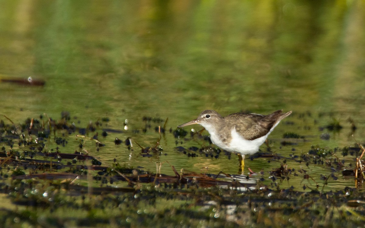 Piro piro macchiato - ML552882181