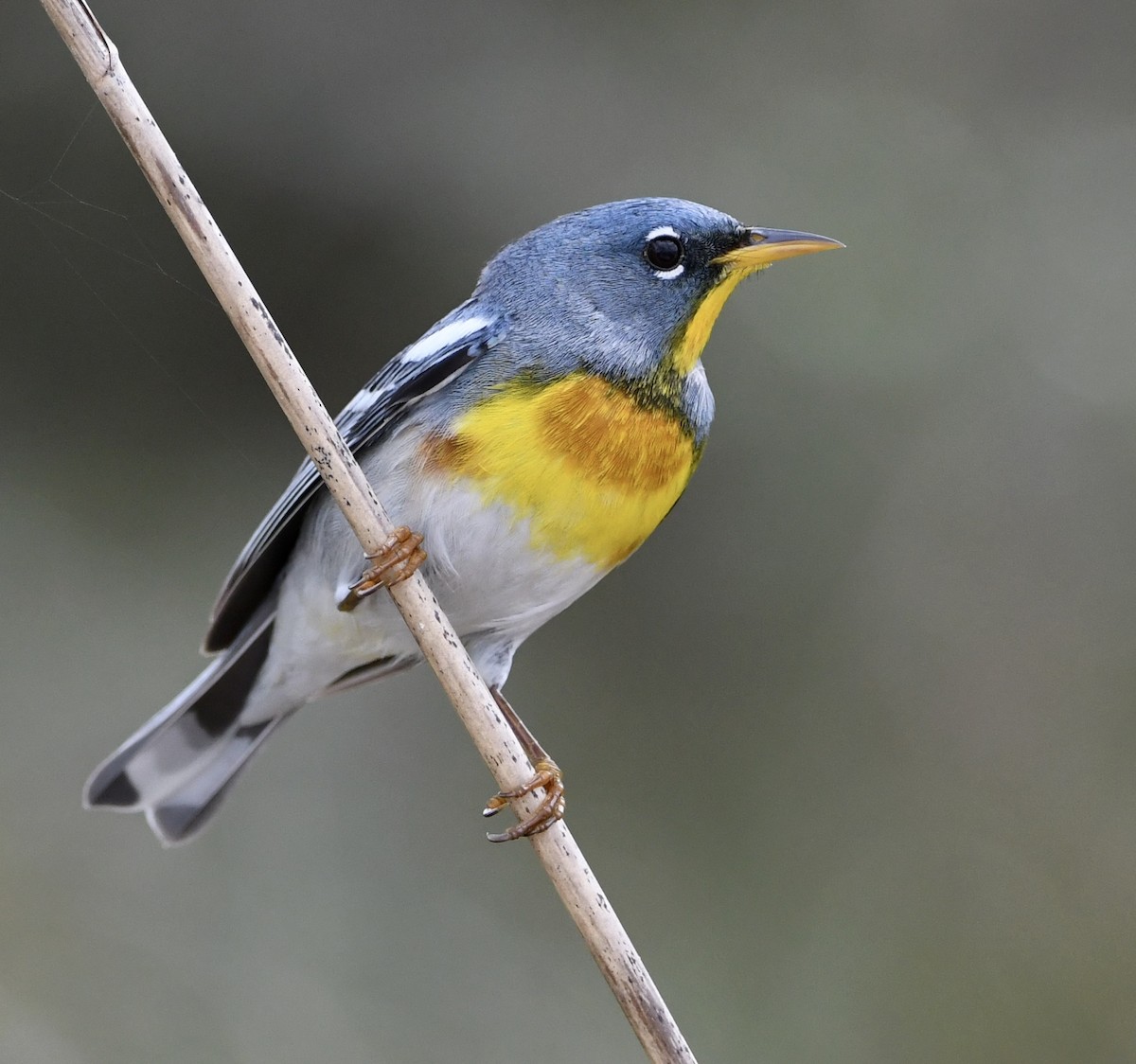 Northern Parula - ML552882651