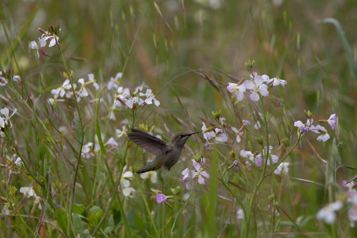 Anna's Hummingbird - ML552883091