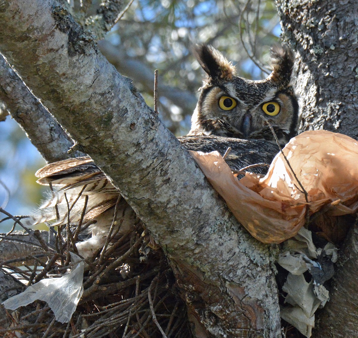 Great Horned Owl - ML552883481