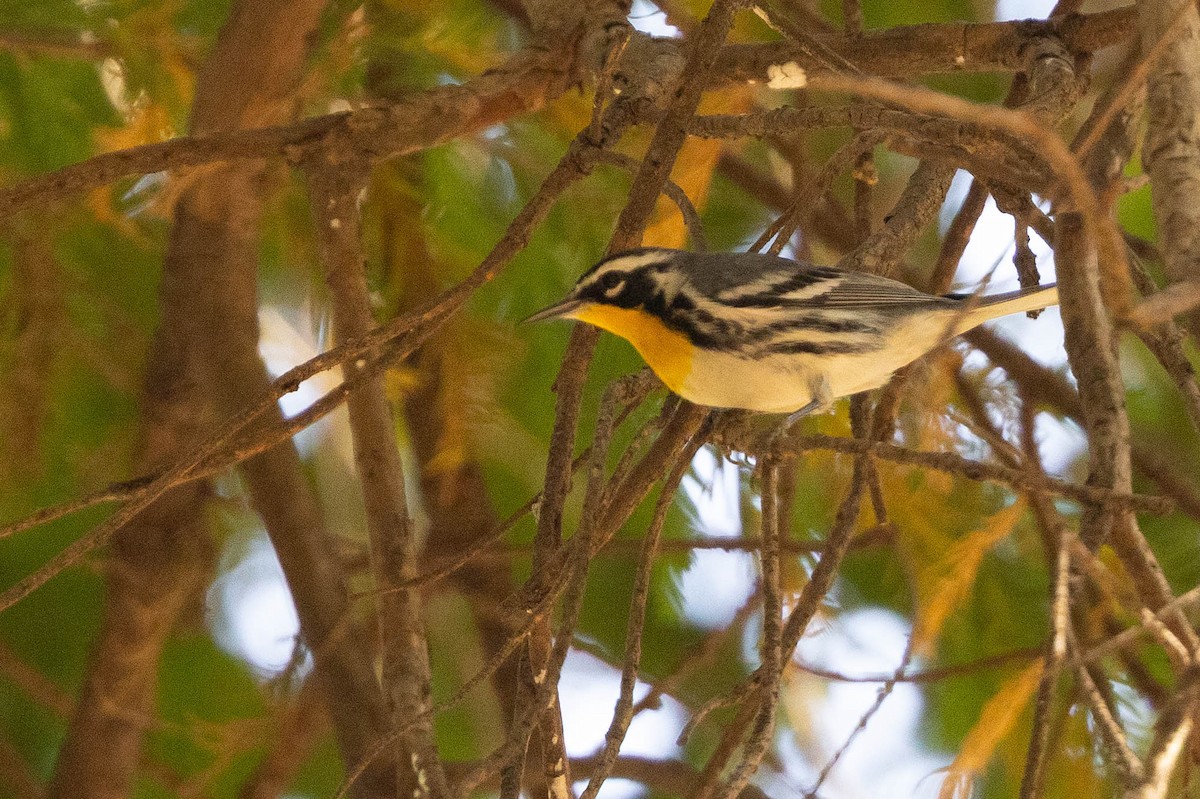 Yellow-throated Warbler - Doug Gochfeld