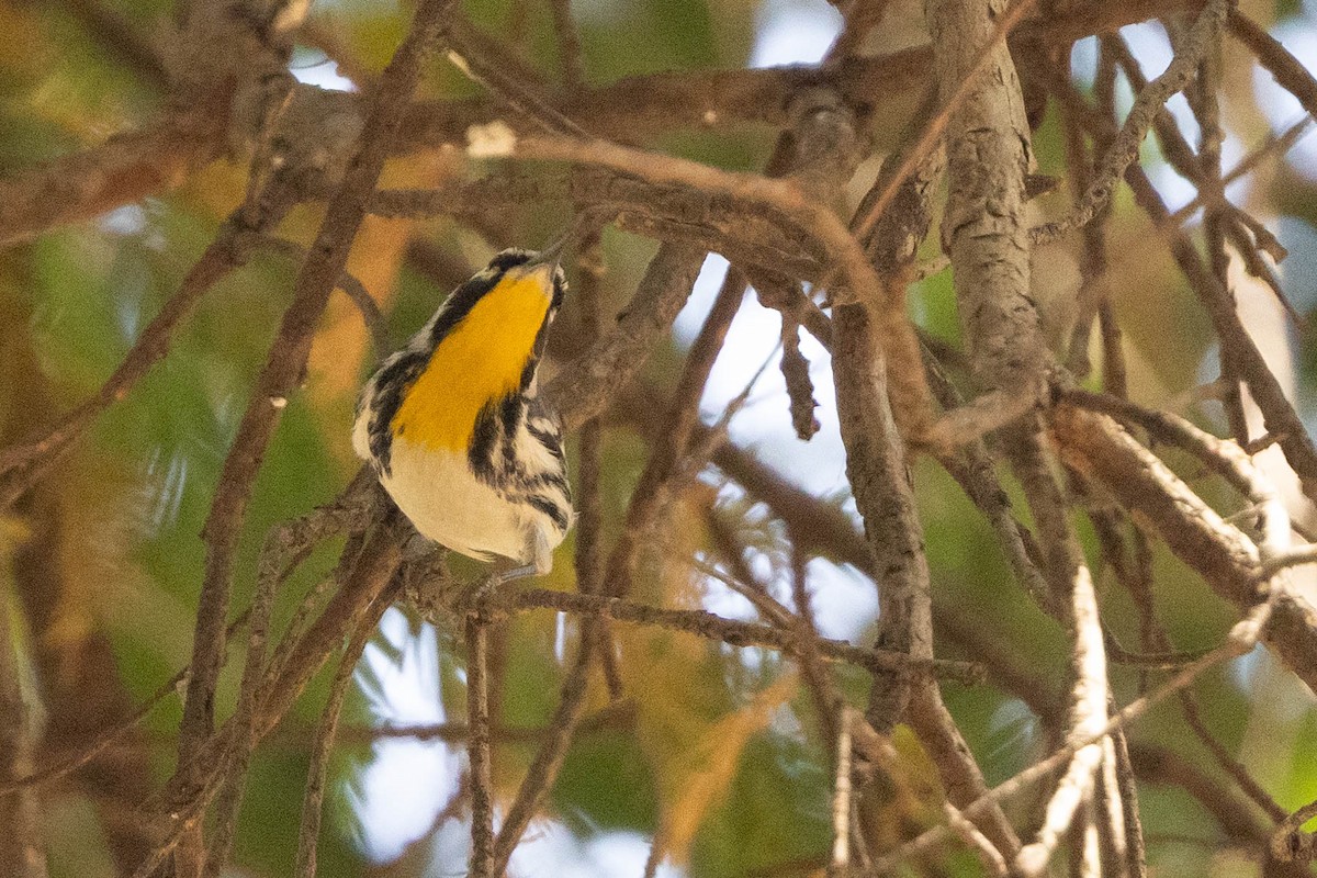Yellow-throated Warbler - Doug Gochfeld