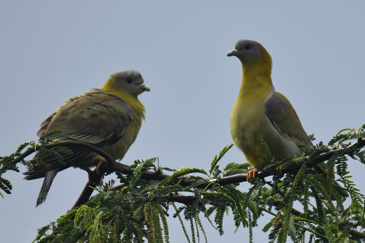 Yellow-footed Green-Pigeon - ML552884591