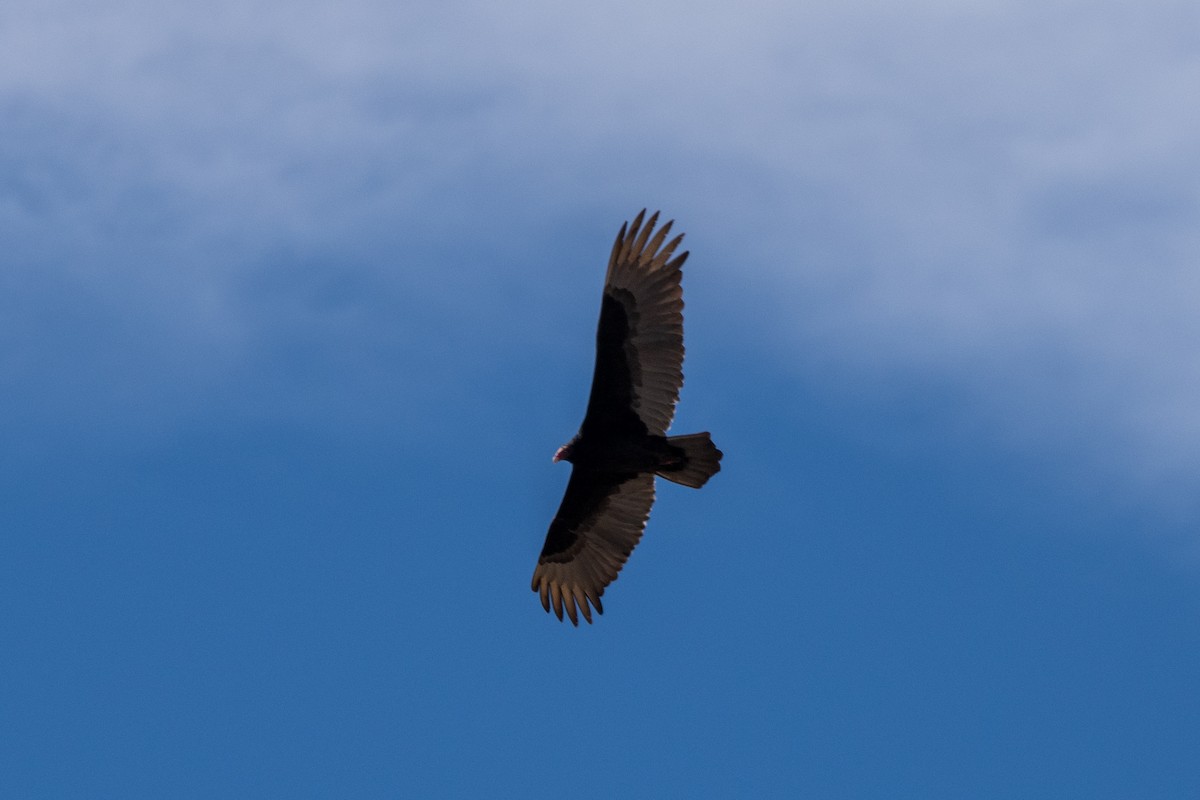 Turkey Vulture - ML552884931