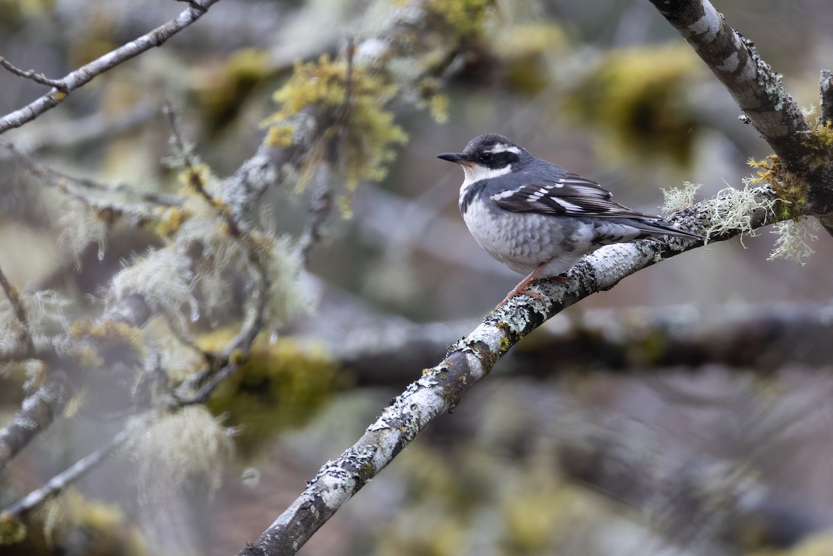 Varied Thrush - ML552885881