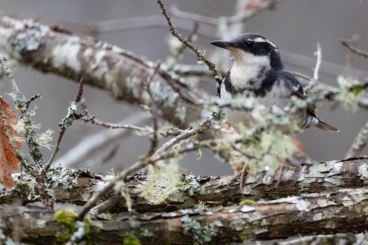 Varied Thrush - ML552885891