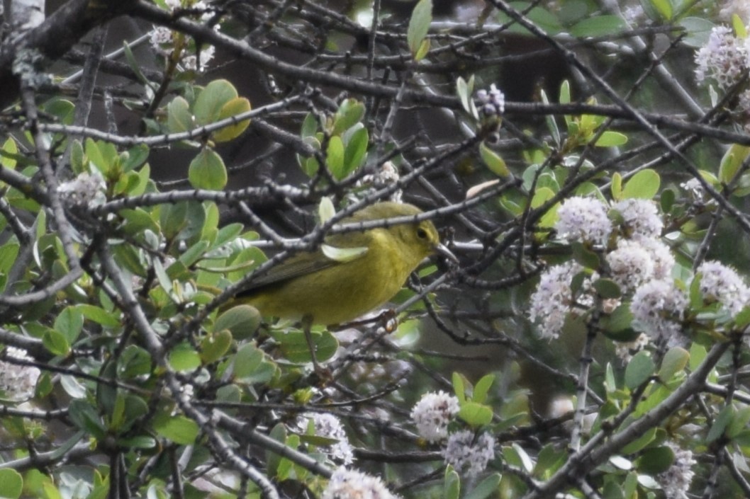 Orange-crowned Warbler (lutescens) - Ethan Gosnell