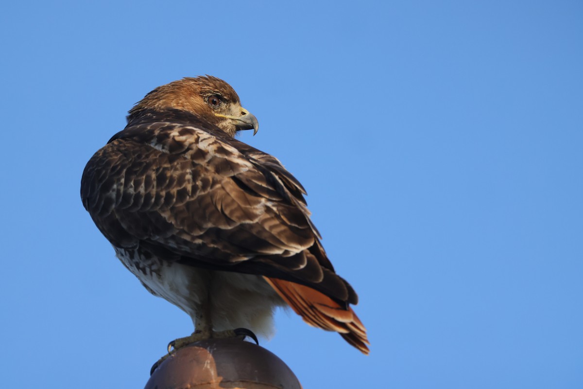 Red-tailed Hawk - ML552886771