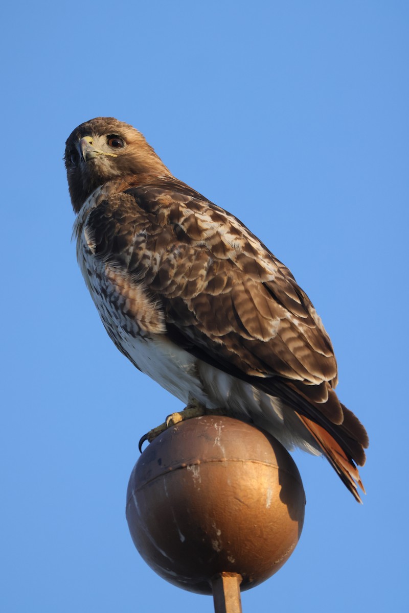 Red-tailed Hawk - ML552886781