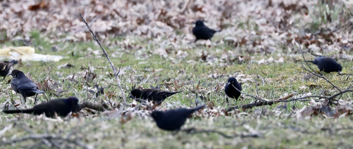 Rusty Blackbird - Lenore Charnigo