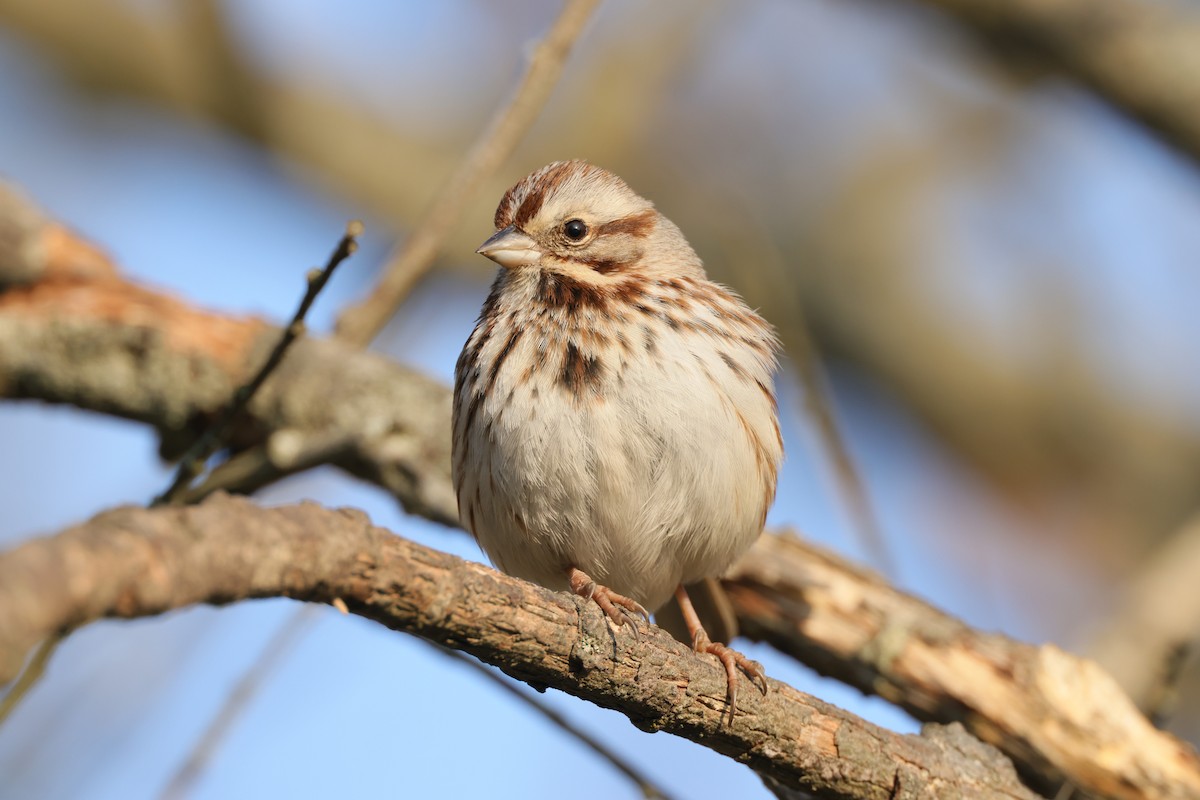 Song Sparrow - ML552887981