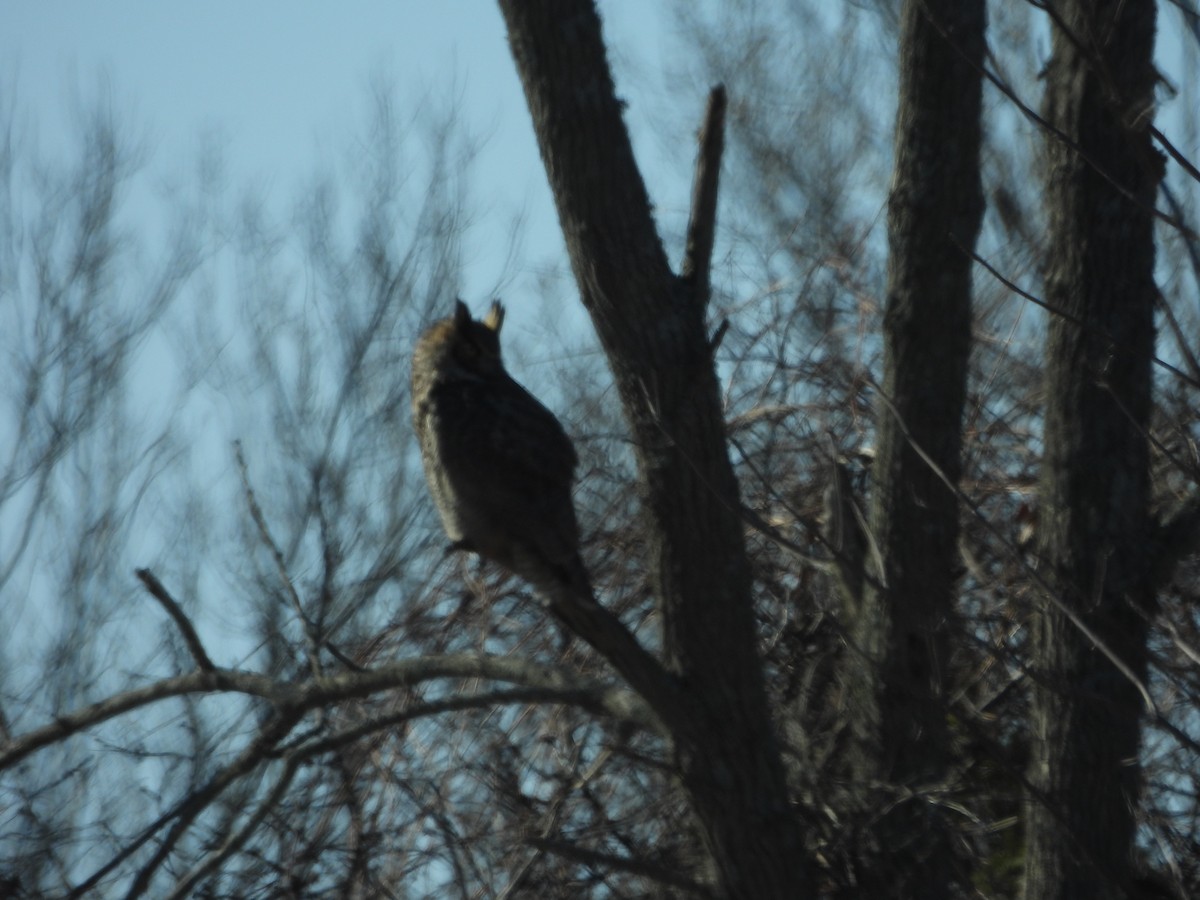 Great Horned Owl - ML552888621