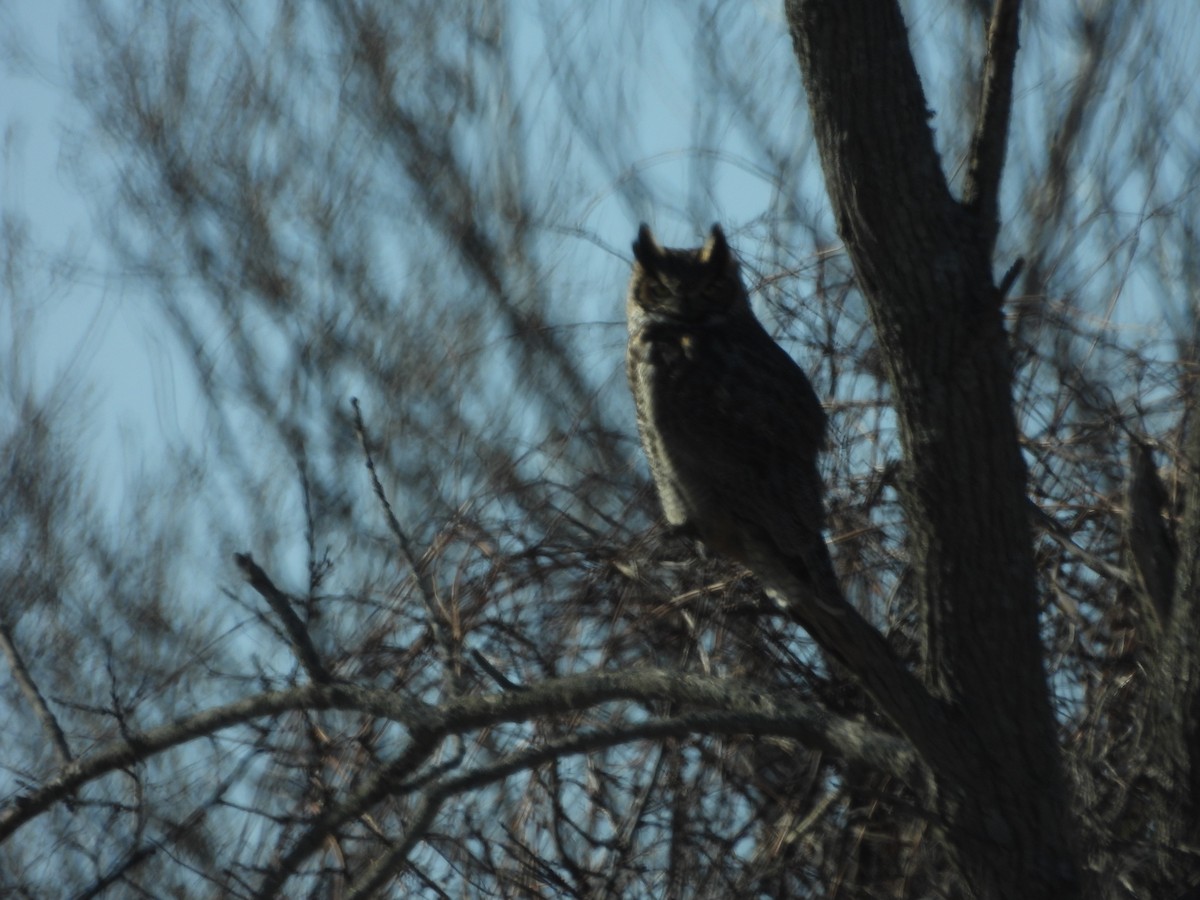 Great Horned Owl - ML552888631