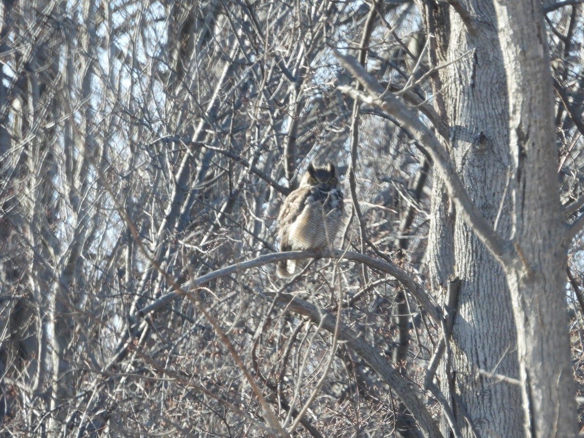 Great Horned Owl - ML552888641