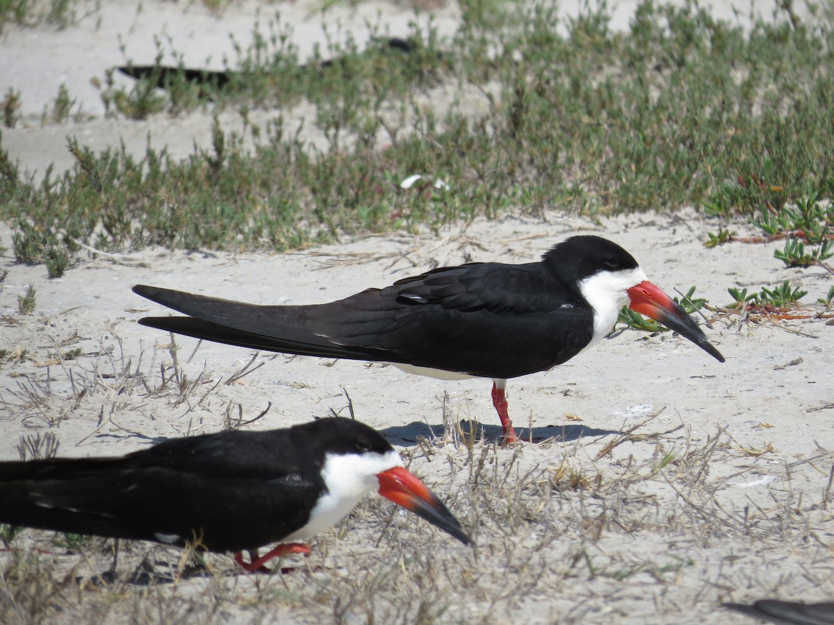 Black Skimmer - ML55288881