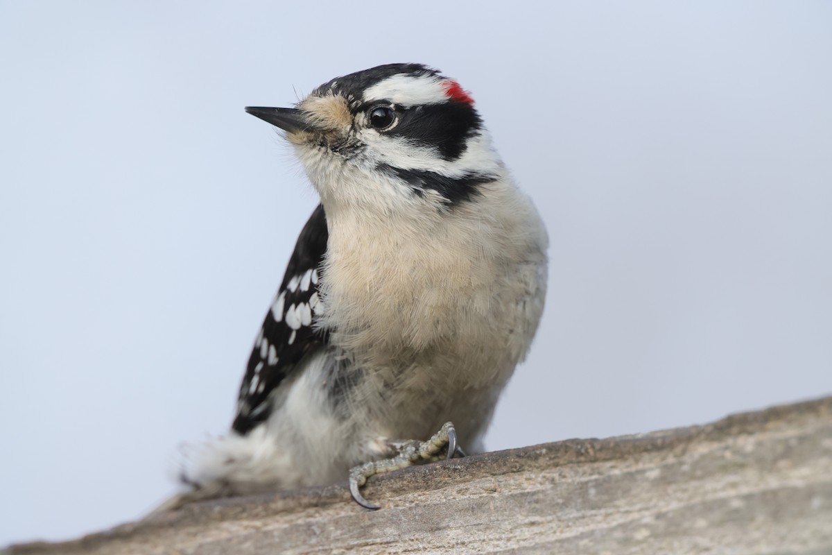 Downy Woodpecker - ML552889011