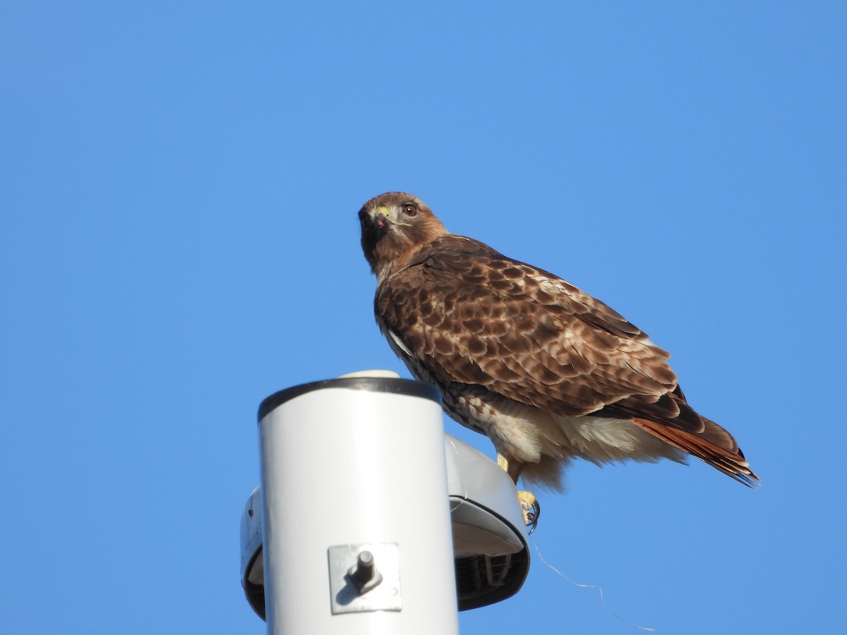 Red-tailed Hawk - ML552889181