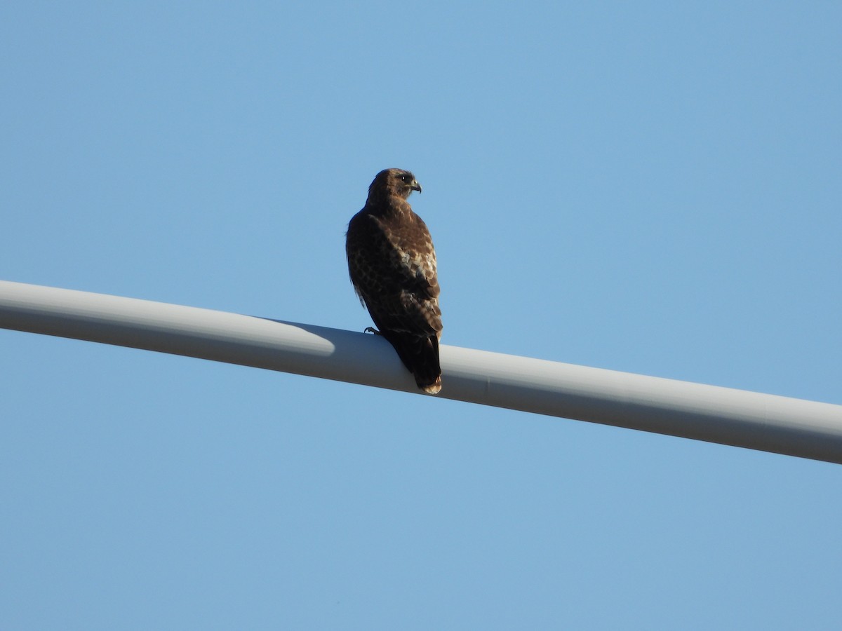 Red-tailed Hawk - ML552889191