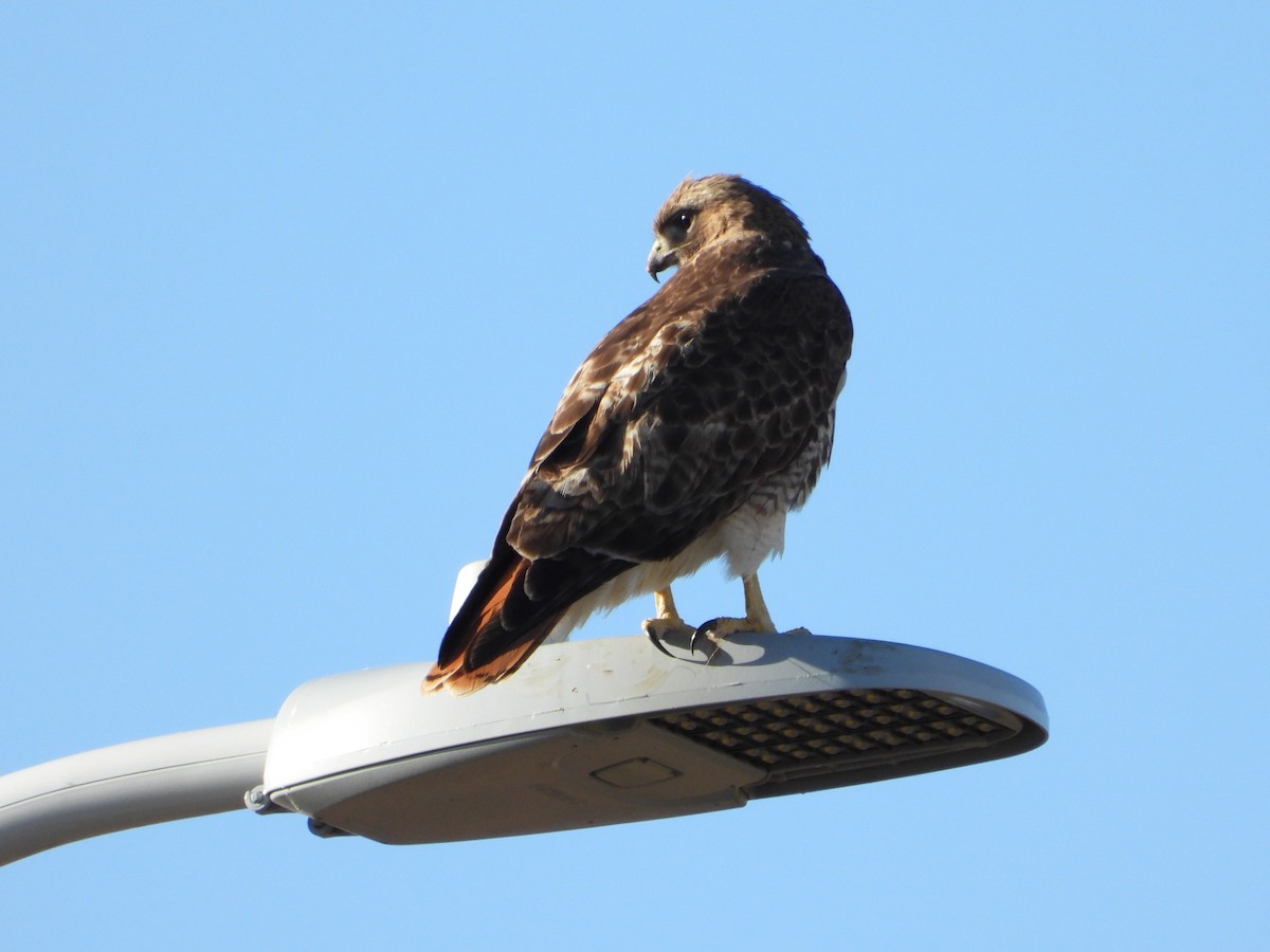 Red-tailed Hawk - ML552889201