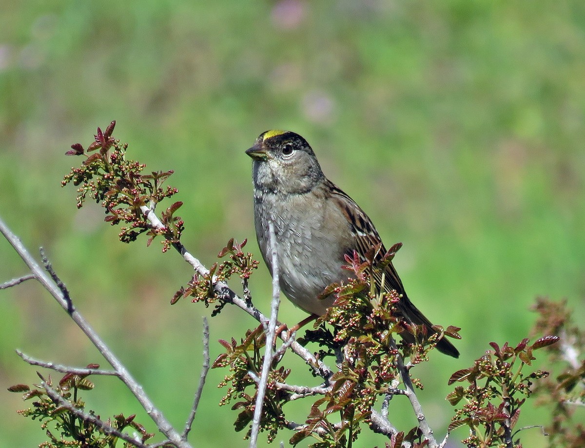 Bruant à couronne dorée - ML552889581