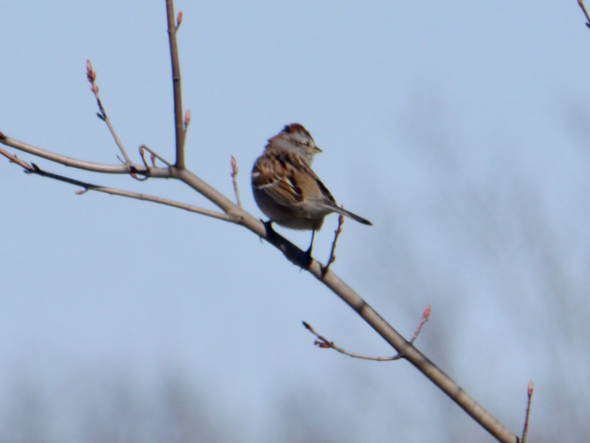 American Tree Sparrow - ML552889661