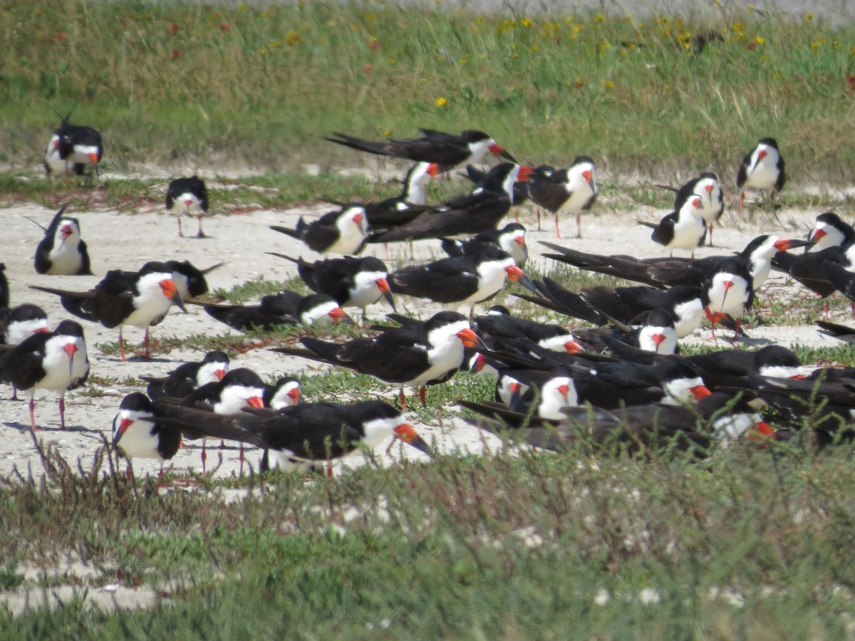 Black Skimmer - Brian Wulker