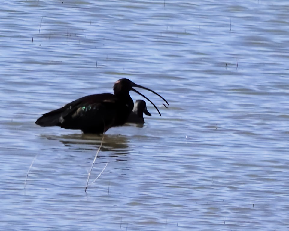 White-faced Ibis - ML552890151