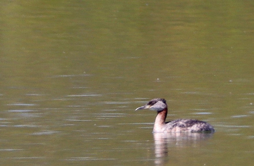 Red-necked Grebe - ML552890571