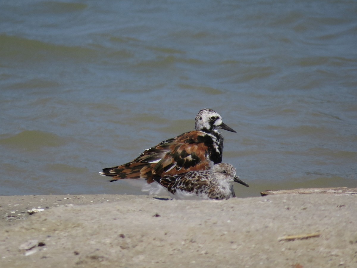 Ruddy Turnstone - ML55289101