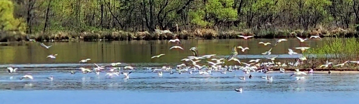 Ring-billed Gull - ML552891731