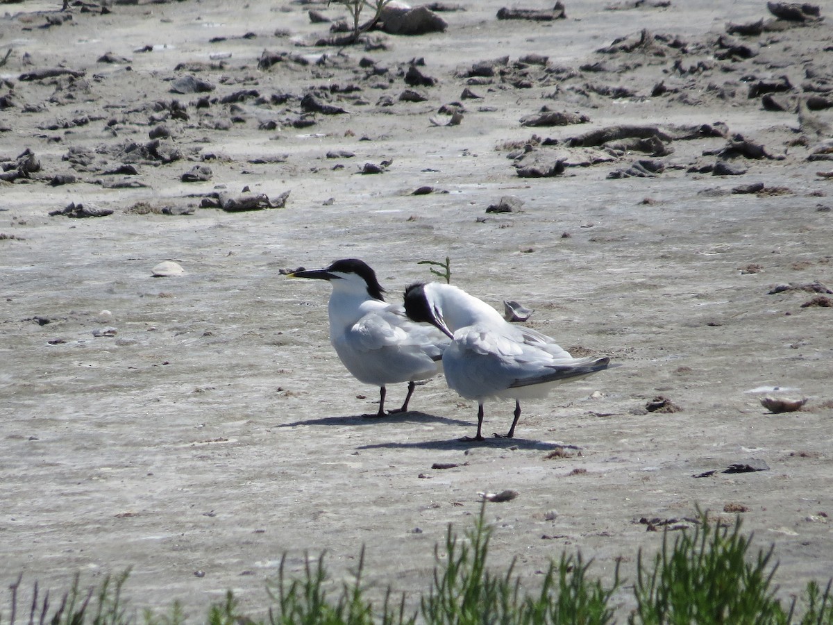 Sandwich Tern - ML55289321