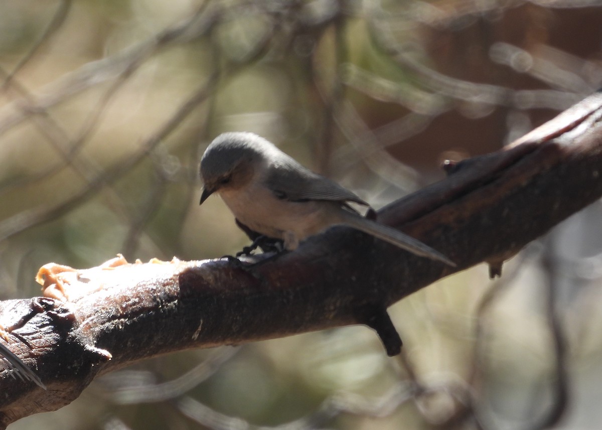 Bushtit - ML552893761