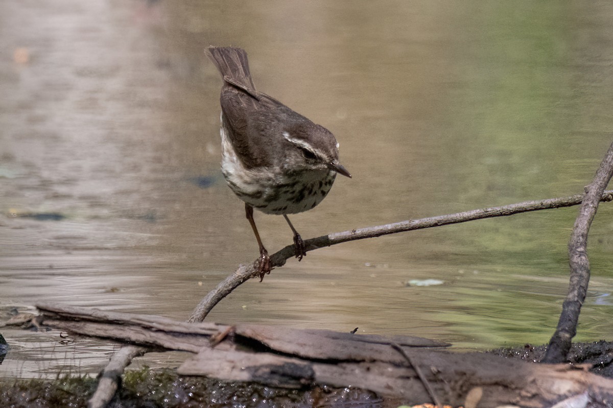 Louisiana Waterthrush - ML552894571