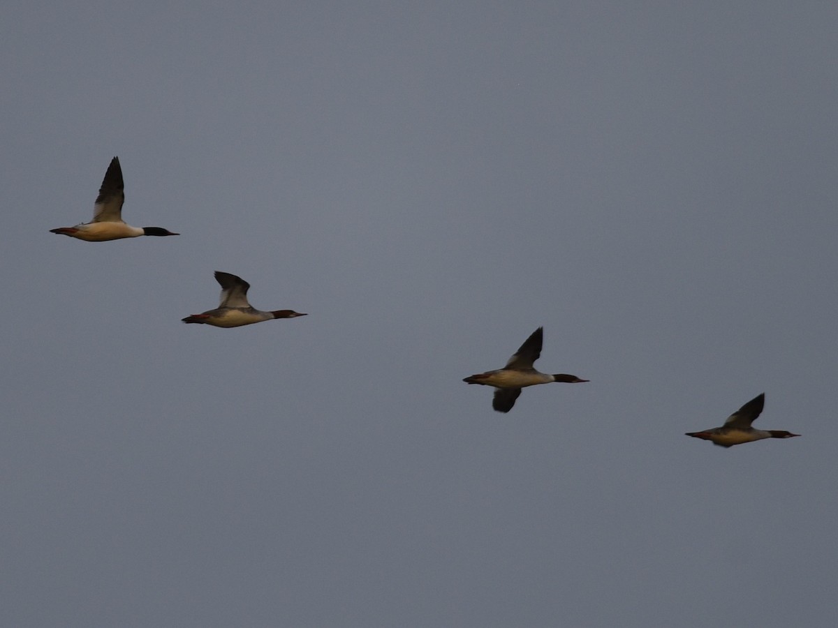 Common Merganser - ML552895831