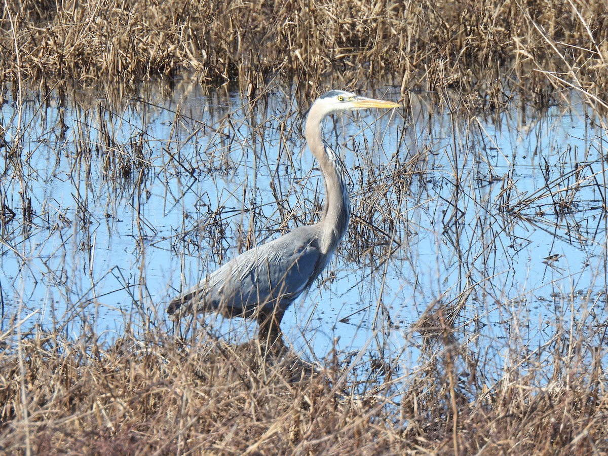 Great Blue Heron - ML552897301