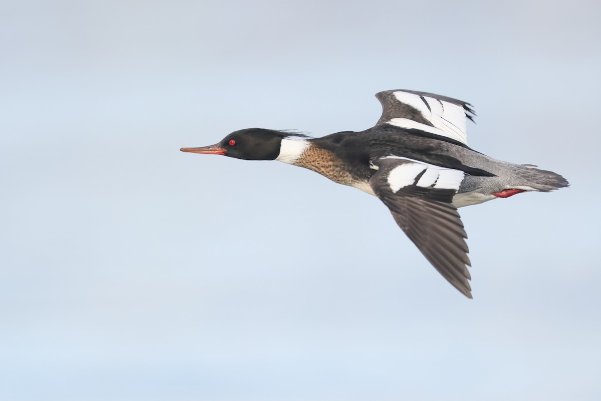 Red-breasted Merganser - Chris Kennelly
