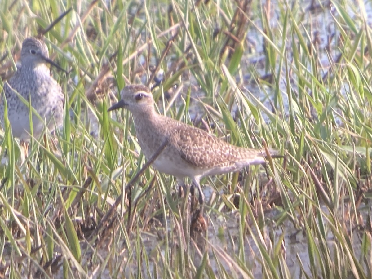 American Golden-Plover - ML552897721