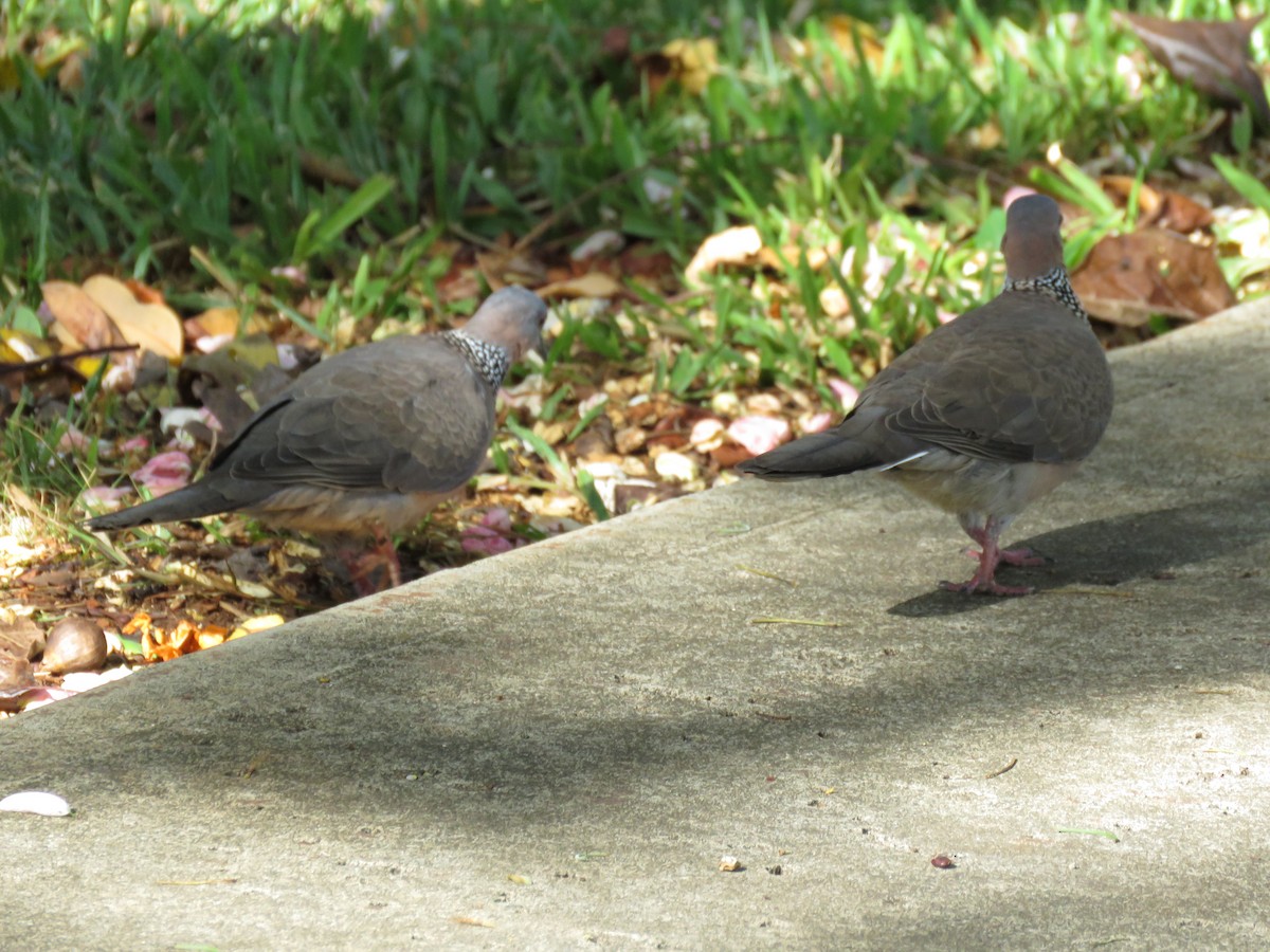 Spotted Dove - ML552897991