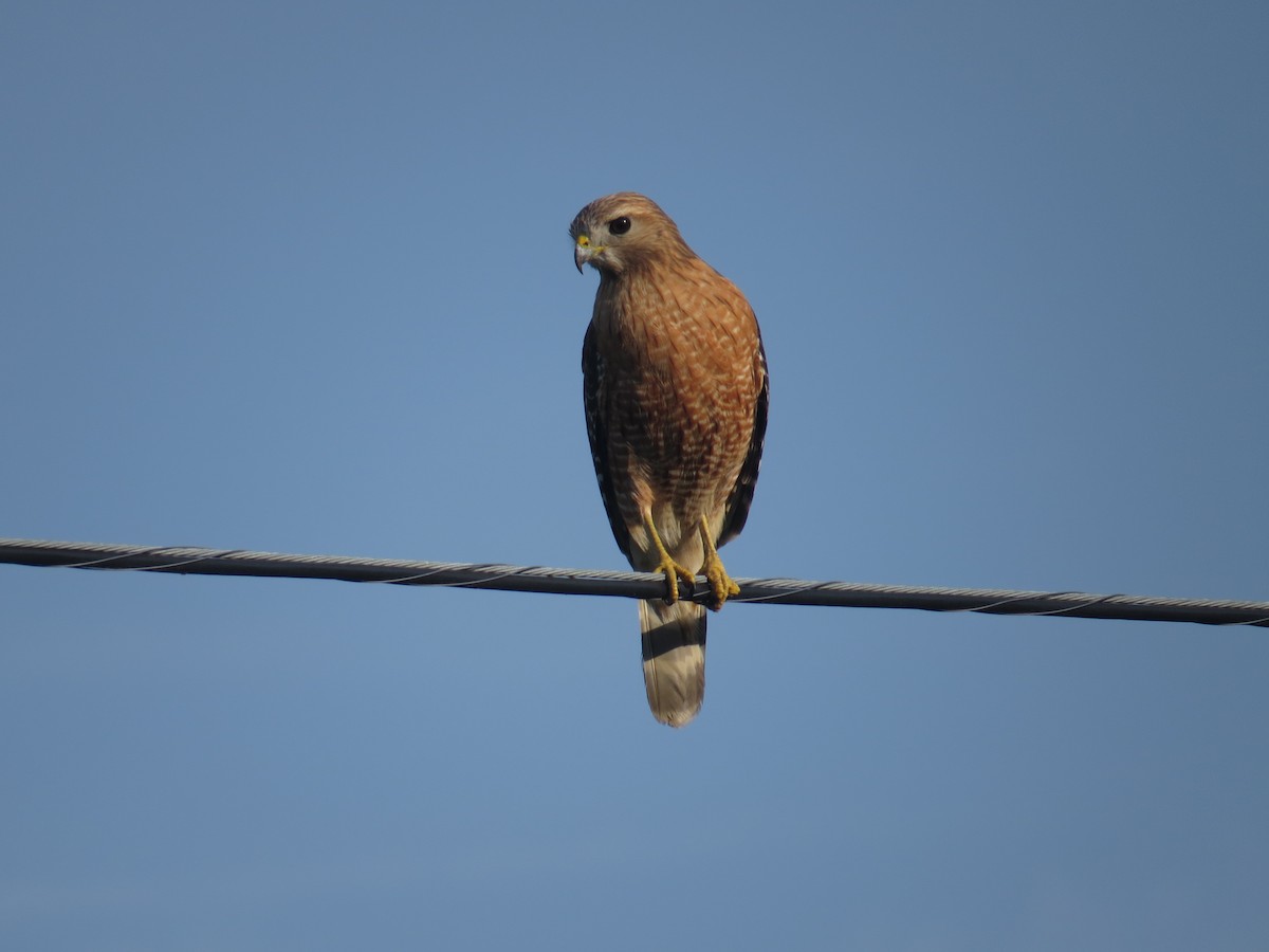 Red-shouldered Hawk - ML55289911