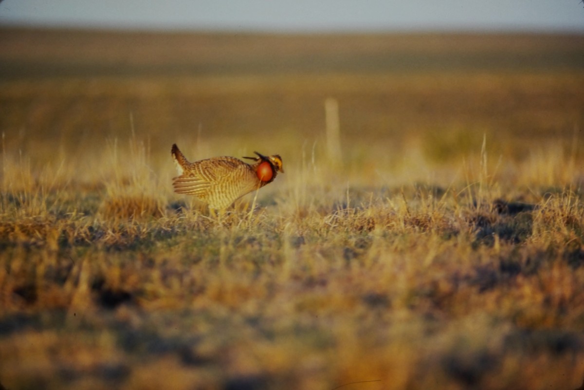 Lesser Prairie-Chicken - ML552899631