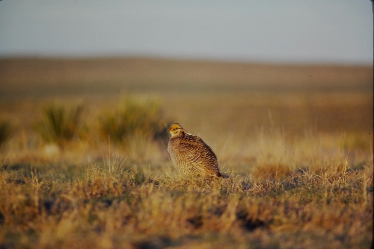 Lesser Prairie-Chicken - ML552899661