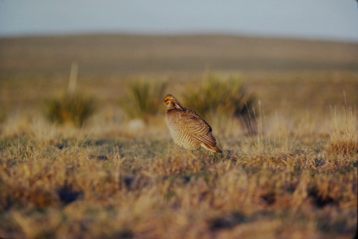 Lesser Prairie-Chicken - ML552899691