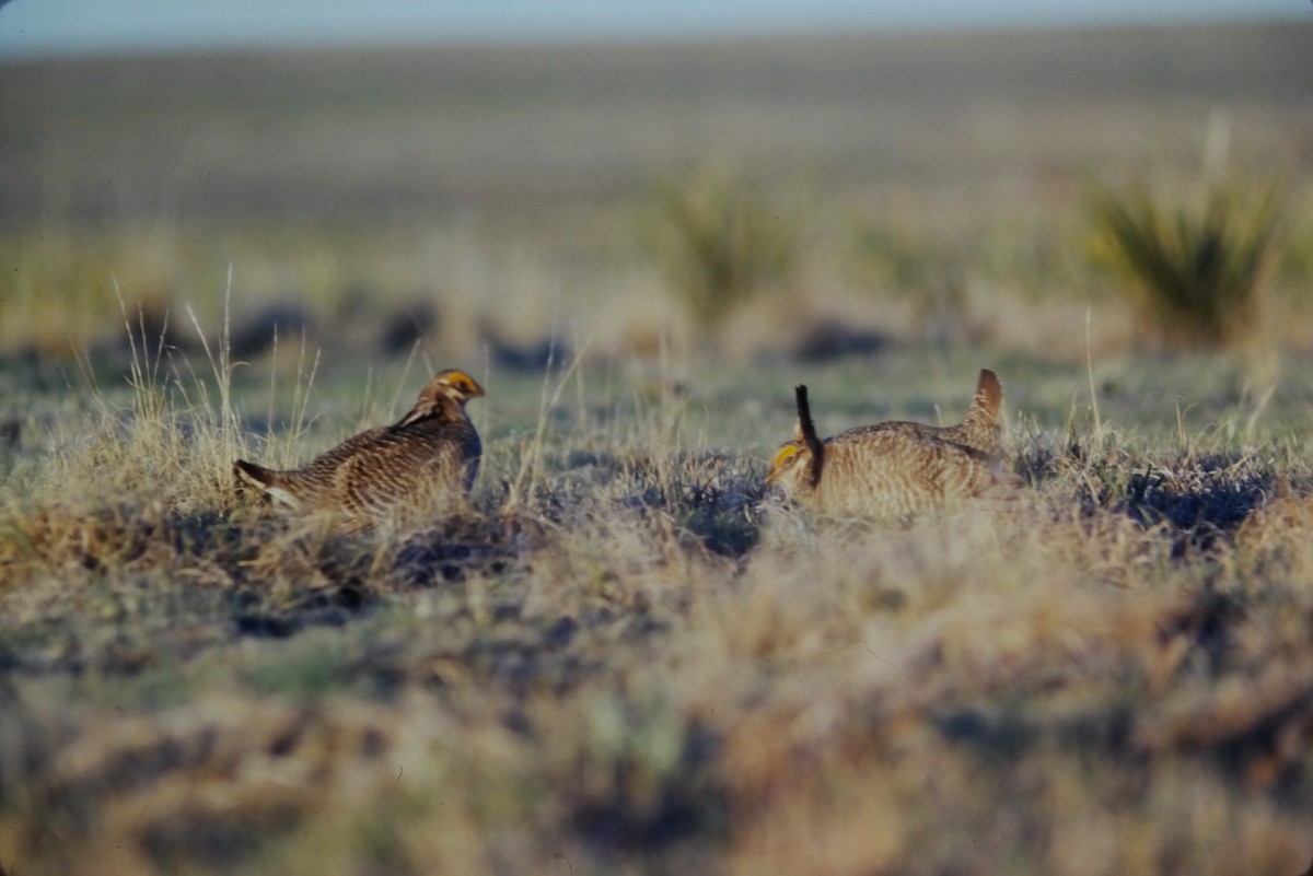 Lesser Prairie-Chicken - ML552899701