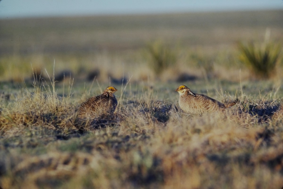 Lesser Prairie-Chicken - ML552899751