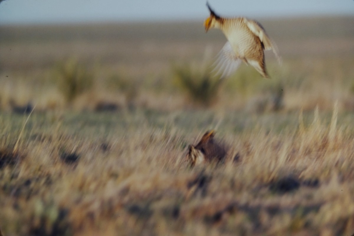 Lesser Prairie-Chicken - ML552899771