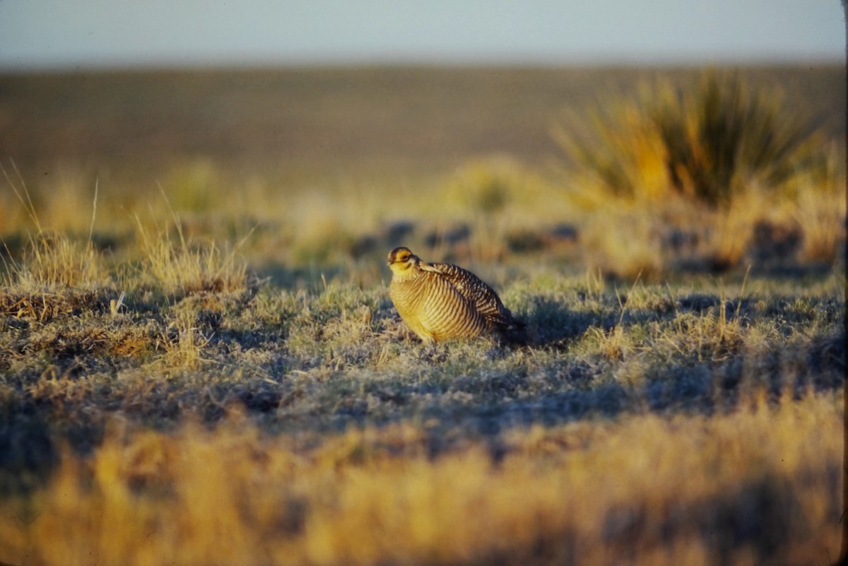 Lesser Prairie-Chicken - ML552899811